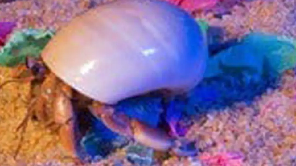 Can Hermit Crabs See In The Dark