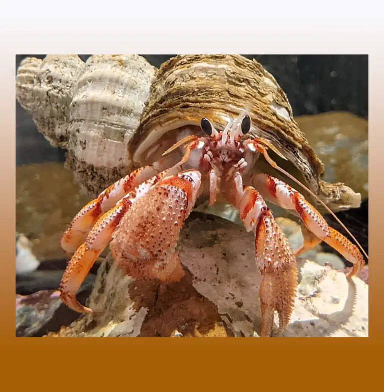 Can Hermit Crabs See In The Dark – Ultimate Guideline 2023