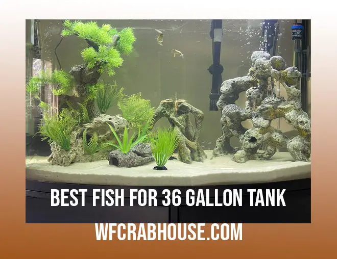 best fish for 36 gallon tank