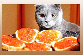 can cats eat caviar