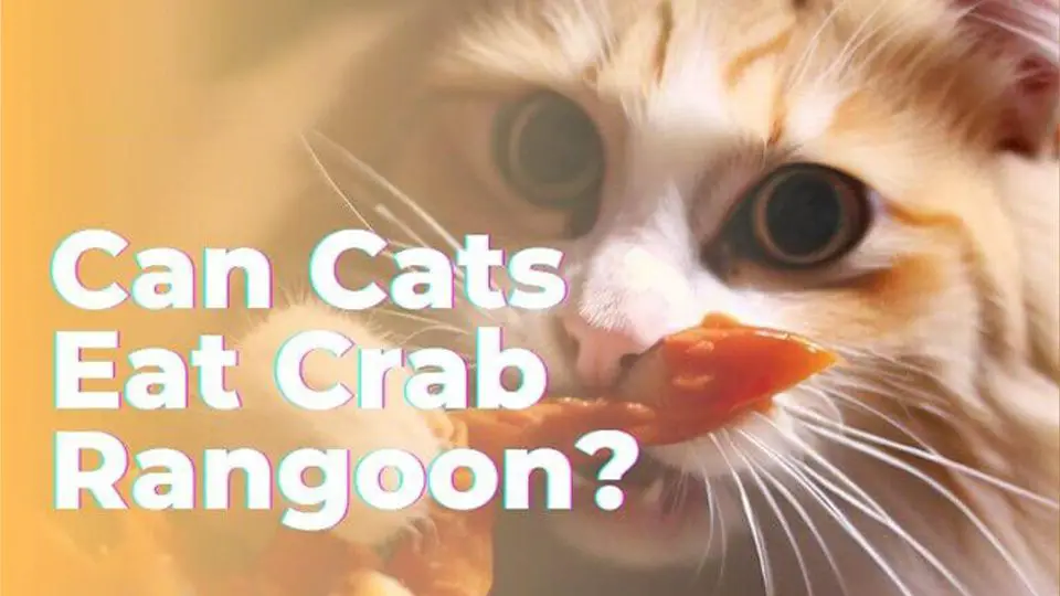 can cats have crab rangoon