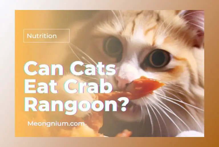 Can Cats Have Crab Rangoon – Best Guideline 2023