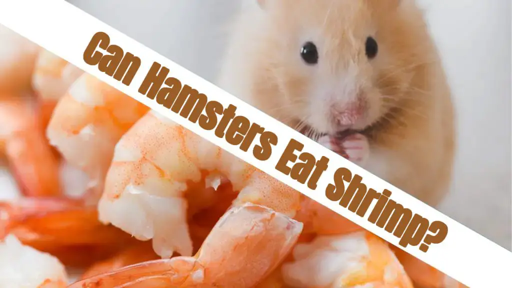 can hamsters eat shrimp