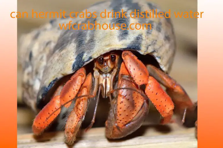 Can Hermit Crabs Drink Distilled Water? Safe Water 2023
