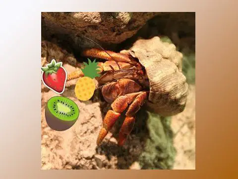 Can Hermit Crabs Eat Cantaloupe? – Best Guideline 2023