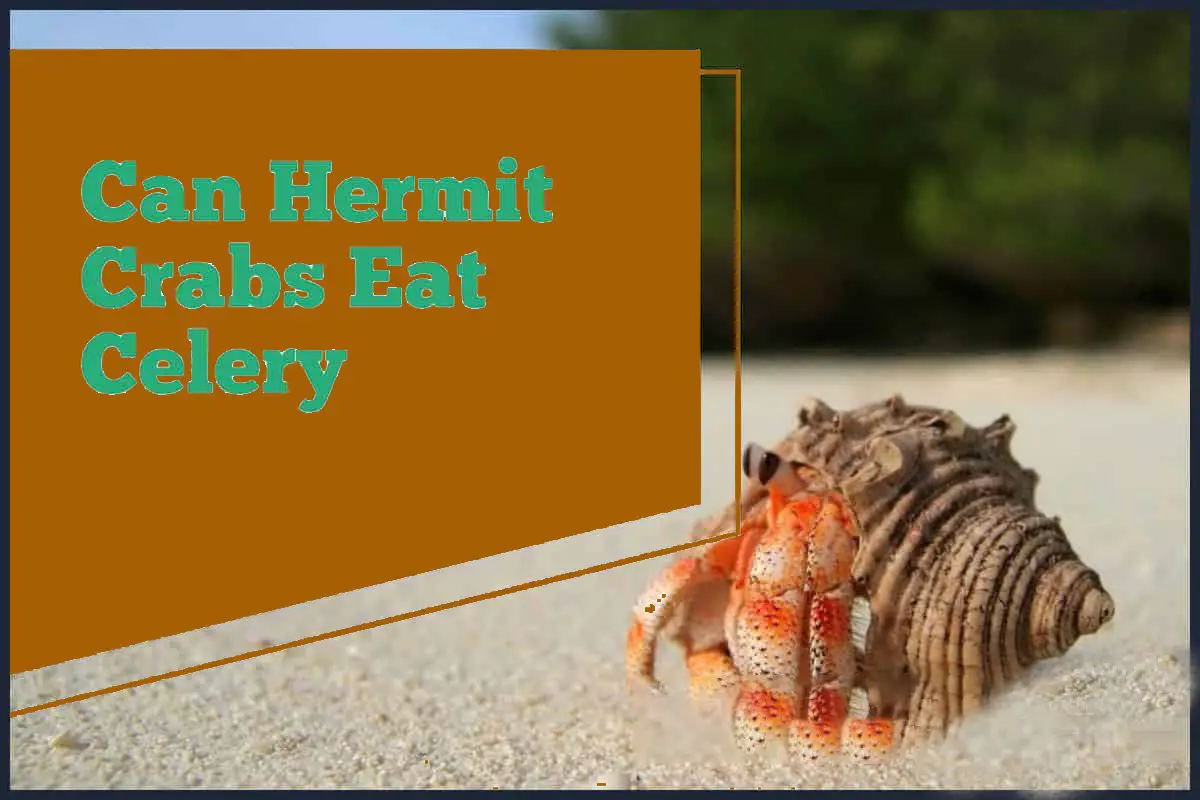 can hermit crabs eat celery