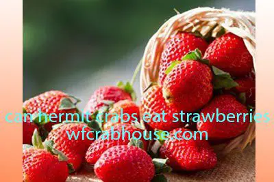 Can Hermit Crabs Eat Strawberries – Berry Delight 2023