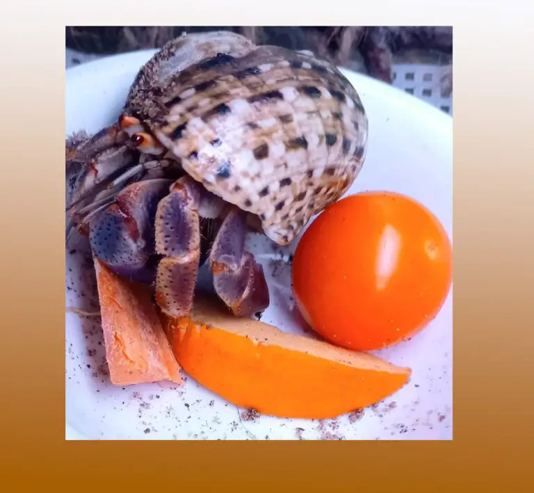 Can Hermit Crabs Eat Tomatoes? – Best Guideline 2023