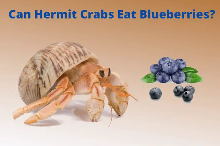Can Hermit Crabs Have Blueberries? – Ultimate Guideline 2023