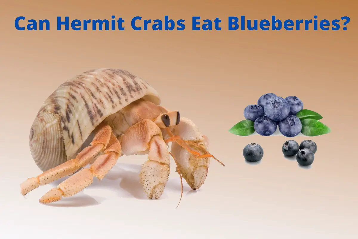 can hermit crabs have blueberries