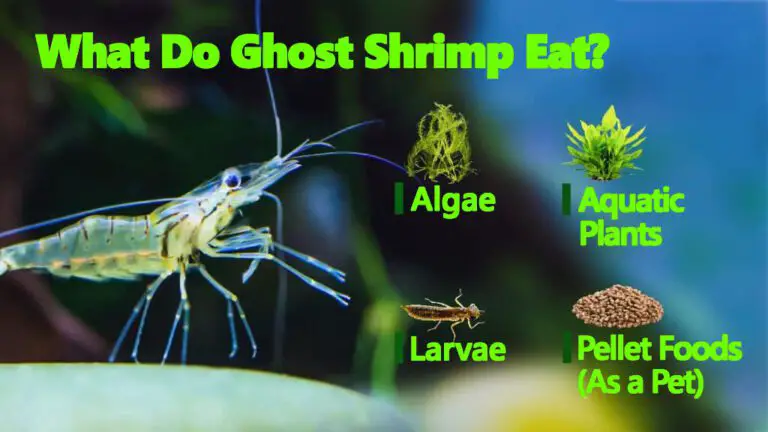 Do Ghost Shrimp Eat Brown Algae – Unveiling the Truth 23