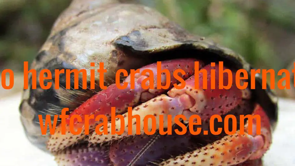 do hermit crabs hibernate