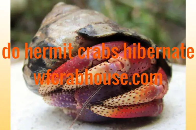 Do Hermit Crabs Hibernate – Unveiling the Mystery 2023