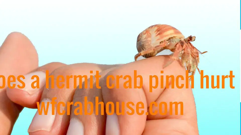 does a hermit crab pinch hurt