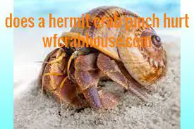 Does a Hermit Crab Pinch Hurt – Unveiling the Mystery 1st