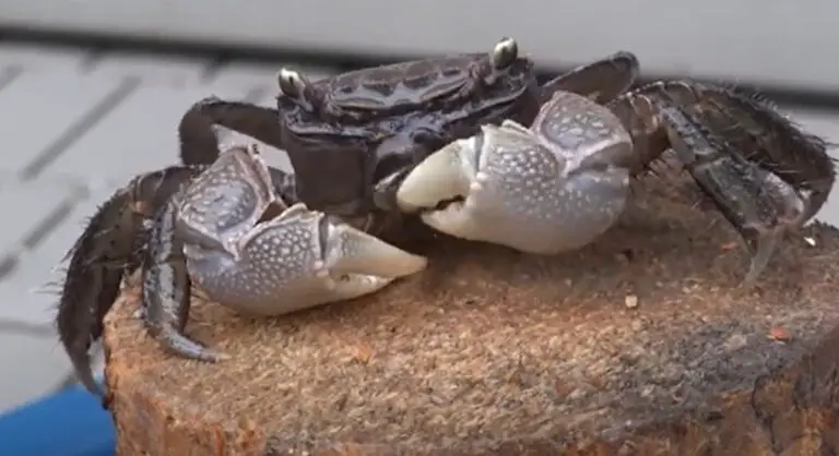 Does Hermit Crabs Poop – Easy Exploring 2023
