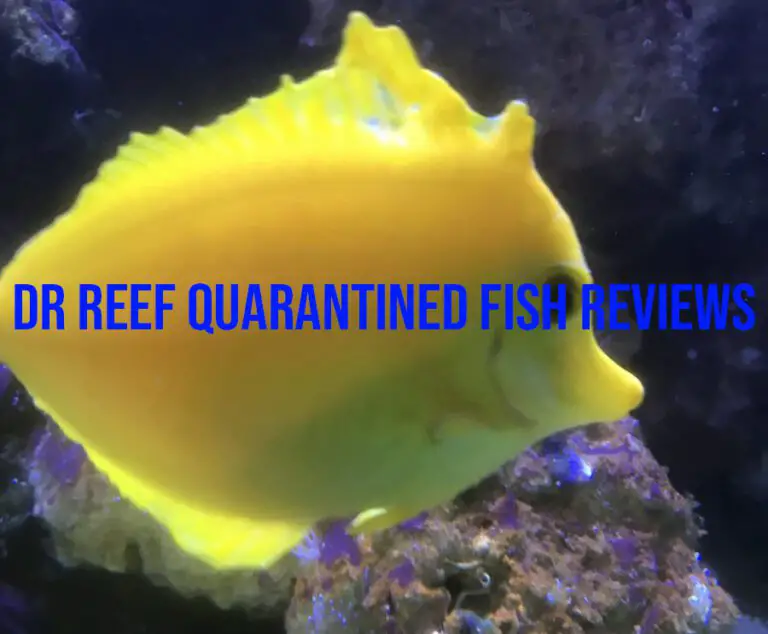Dr Reef Quarantined Fish Reviews – Best Aquarium Additions 23