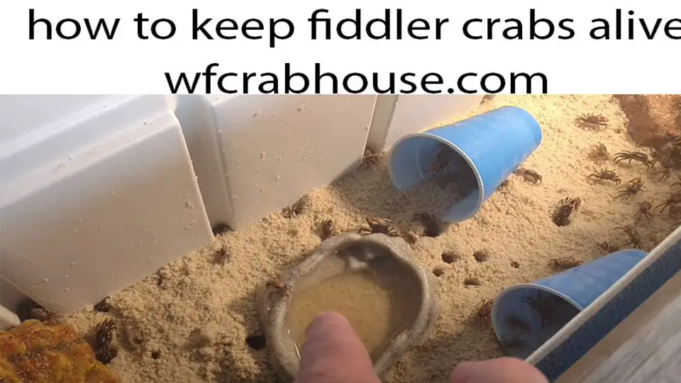 how to keep fiddler crabs alive