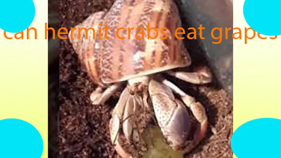 can hermit crabs eat grapes 