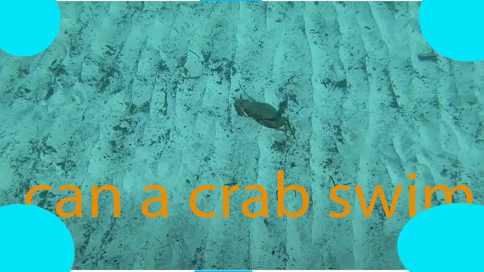 can a crab swim