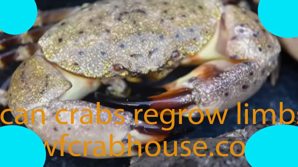 can crabs regrow limbs