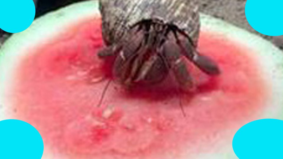 can hermit crabs eat cantaloupe
