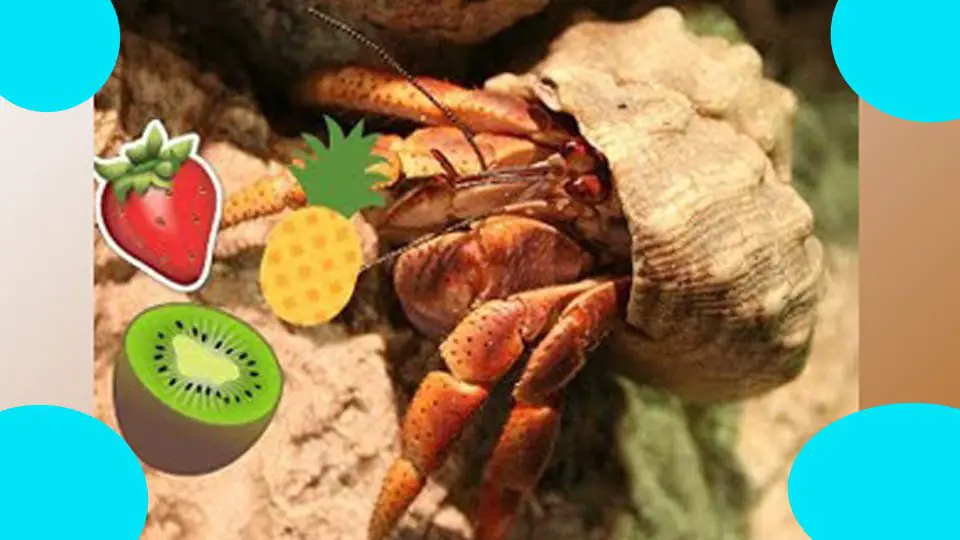 can hermit crabs eat cantaloupe