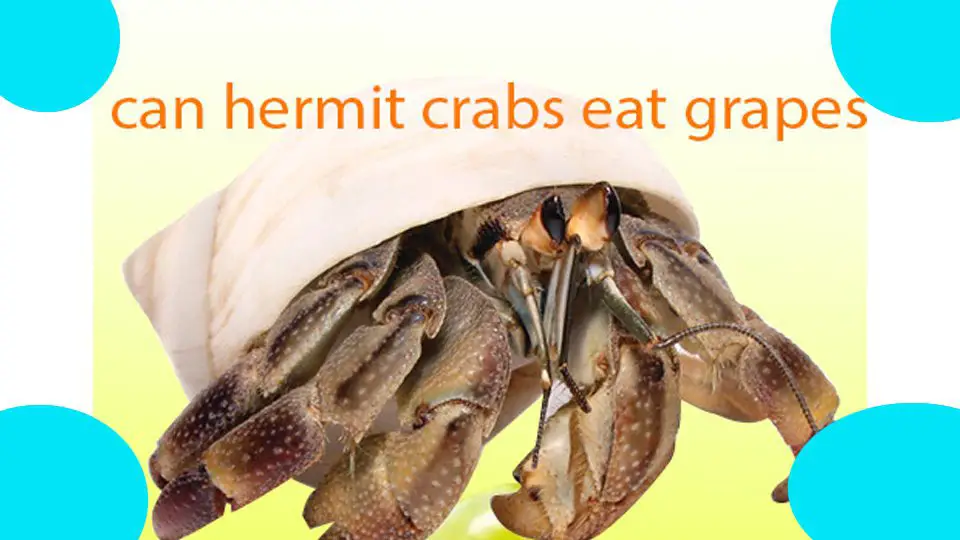 can hermit crabs eat grapes 