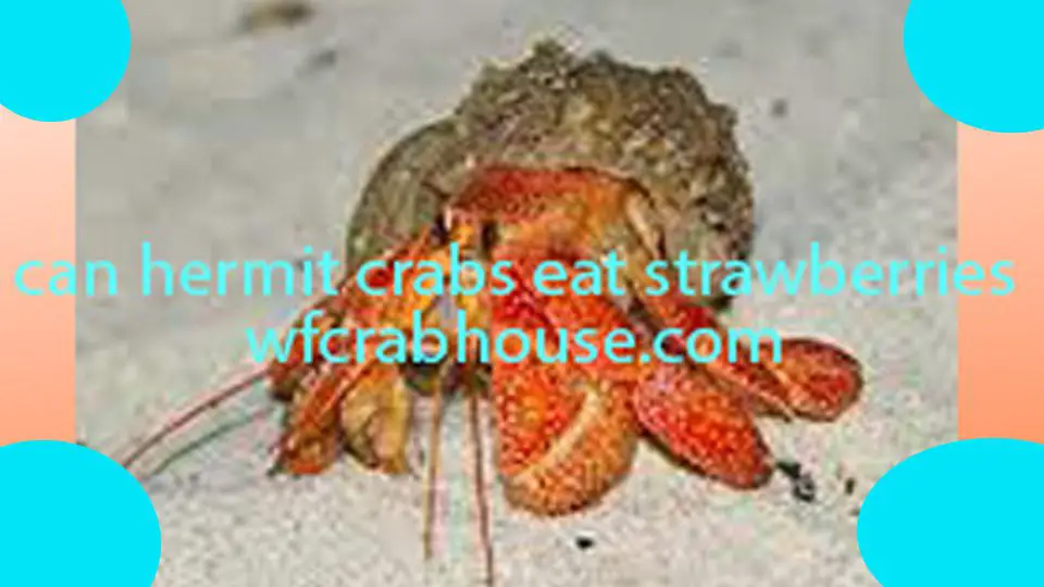 can hermit crabs eat strawberries