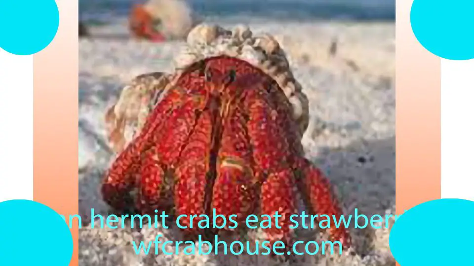 can hermit crabs eat strawberries