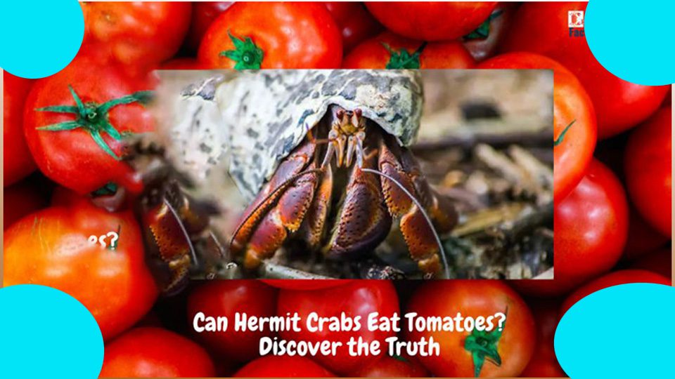 can hermit crabs eat tomatoes