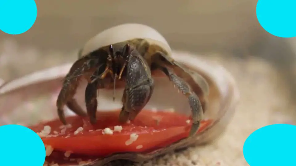 can hermit crabs eat tomatoes