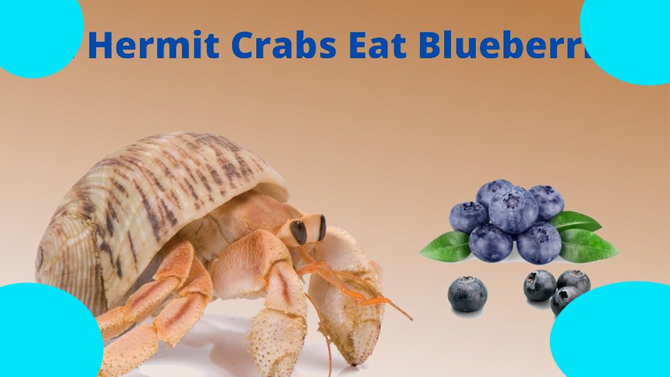 can hermit crabs have blueberries