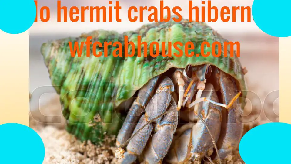 do hermit crabs hibernate