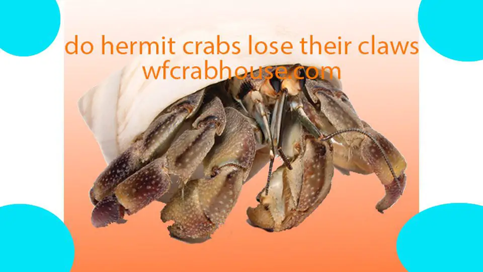 do hermit crabs lose their claws