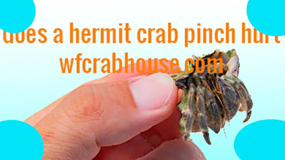 does a hermit crab pinch hurt