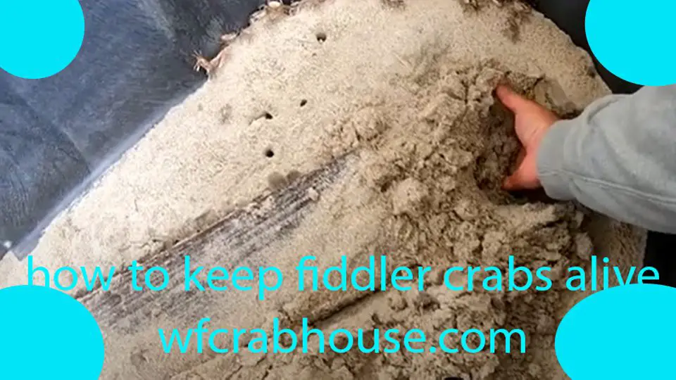 how to keep fiddler crabs alive