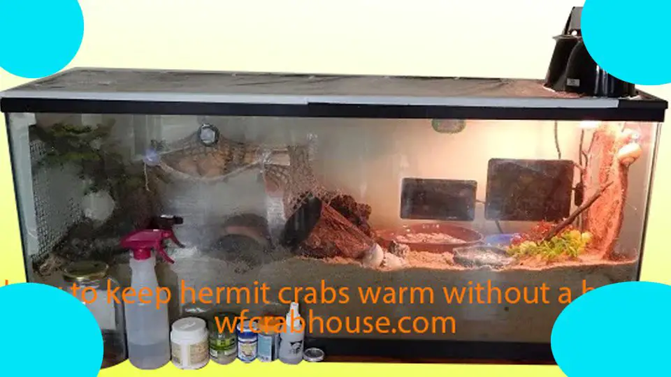 how to keep hermit crabs warm without a heater 
