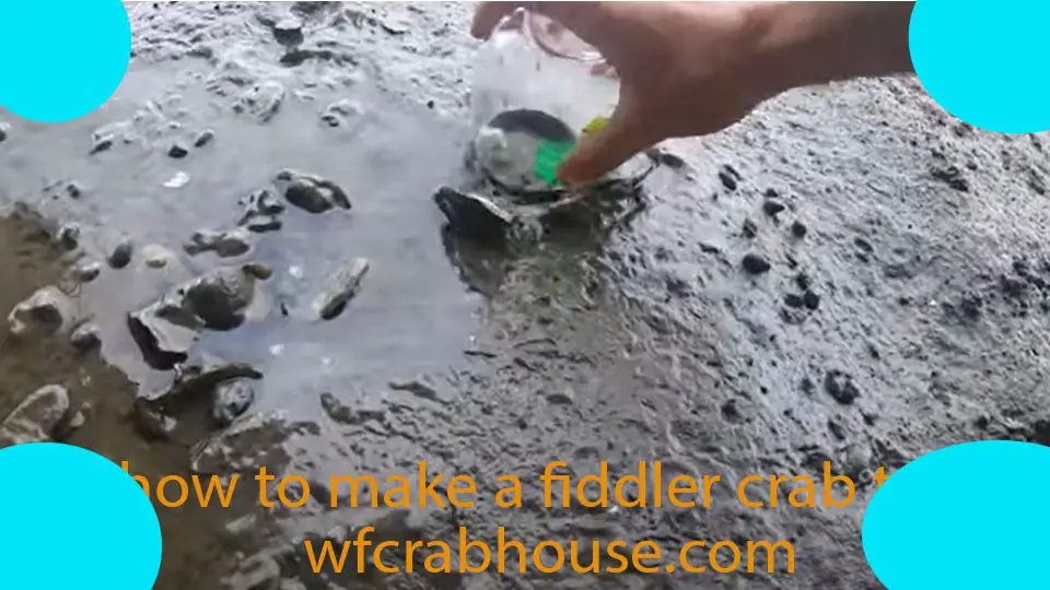 how to make a fiddler crab trap
