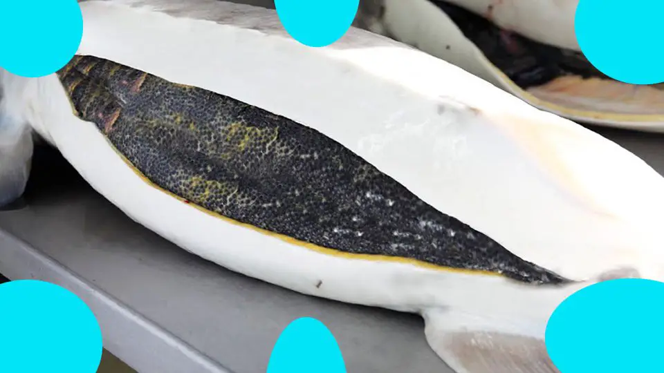 Is Caviar Fish Poop