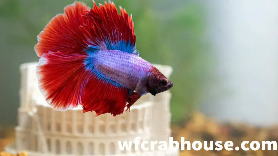 why do betta fish disappear
